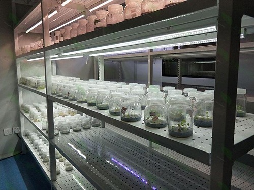 武宁植物组织培养实验室设计建设方案